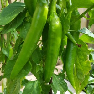 Cayenne