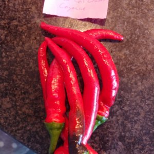 31.7. NuMex Las Cruzes Cayenne: 5 Stück, 100g