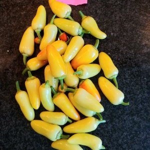 31.7. Jalaro: 31 Stück, 450g