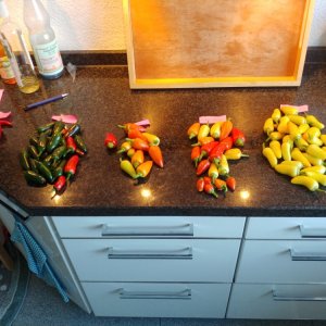 31.7. erste richtige Ernte