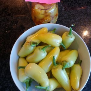 31.7. Jalaro nach dem Pickeln