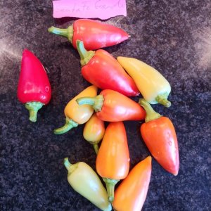 31.7. Sakta Fe Grande: 10 Stück, 180g