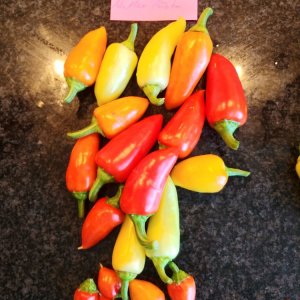 31.7. NuMex Piñata: 20 Stück, 290g