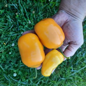 Frische Rocotos
