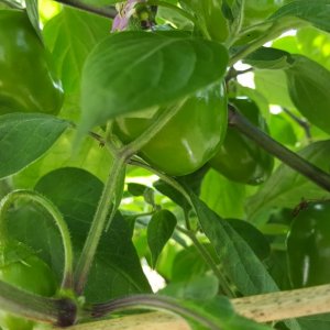 Rocoto Red