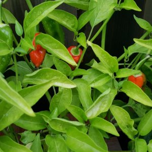 Habanero X Lunchbox