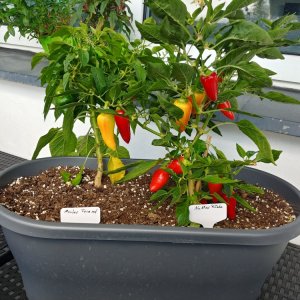 02.09. Monkey Face rot und NuMex Piñata