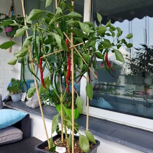 02.09. Joes Long Cayenne