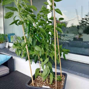 02.09. Berbere Coffee Brown