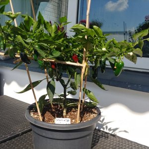 02.09. Jalapeño el Jefe