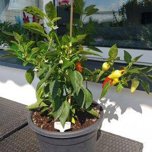 02.09. Santa Fe Grande