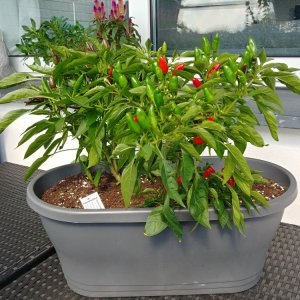 02.09. Guarda Cielo und sibirische Hauspaprika