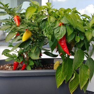 02.09. NuMex Piñata und Monkey Face rot Rückseite