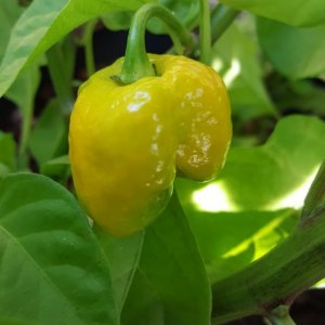 7 Pod Brain Strain