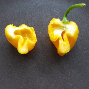 7 Pod Brain Strain