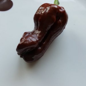 Trinidad Scorpion Chocolat