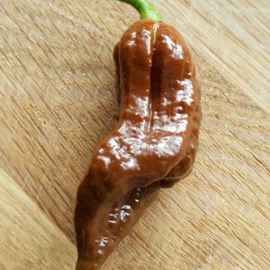 Trinidad Scorpion Chocolat