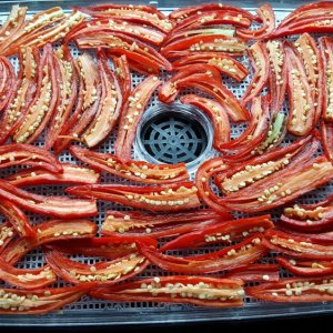 Cayenne