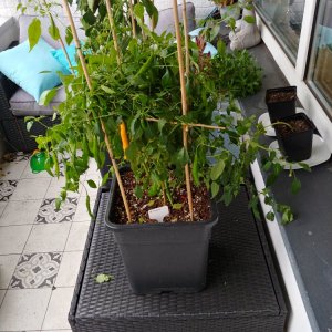 Aji Guyana vorher