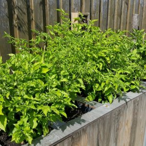 Chilihochbeet rechts