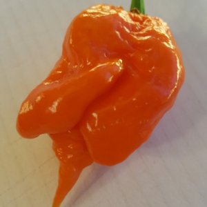 Trinidad Scorpion Butch T