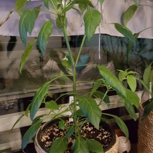 Apache Indoor
