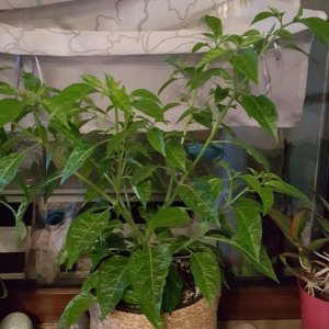 Limon Indoor