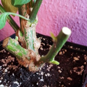 Rocoto Red Überwinterer
