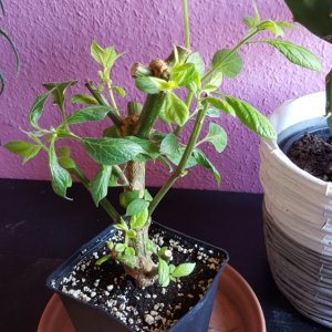 Rocoto Red Überwinterer