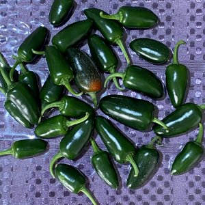 Jalapeno M