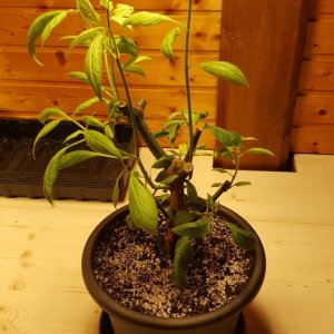 Rocoto Red Überwinterer