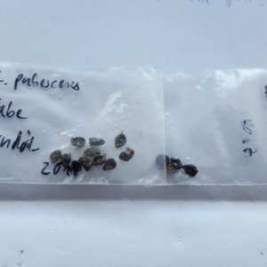 Sendung von Markus, Cabe Gondol und Gelbe Riesen