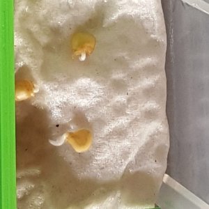 Bhut Jolokia