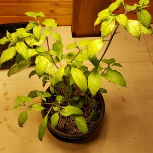 Rocoto Manzano Rojo überwinterer