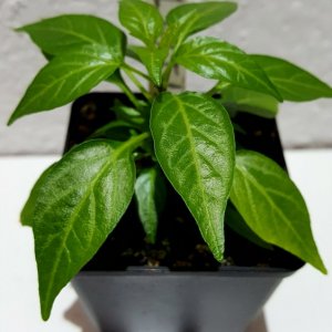 Thaiviolett 4.