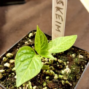 Kukukskeimling, Rocoto noch unbekannt