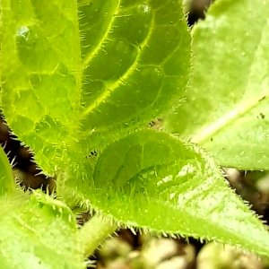 Kukukskeimling, Rocoto noch unbekannt