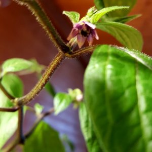 Manzano Rojo erste Blüten