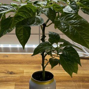 Dosenchili, Golden Limon F8