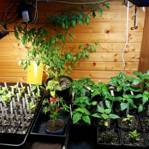 Totale inkl. Tomaten