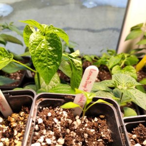 LD X Aji Cristal.jpg