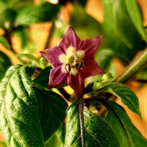 Rocoto Manzano Rojo