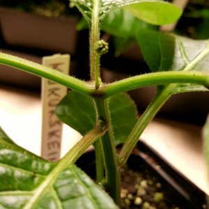 Kukukskeimling (Rocoto De Seda)