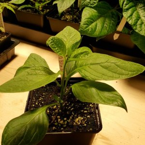 Rocoto Big Apple