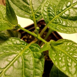 Rocoto Gelbe Riesen