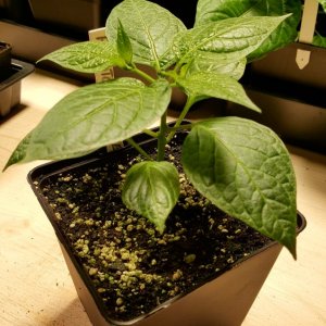 Rocoto Gelbe Riesen