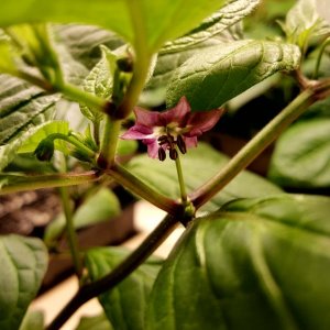 Rocoto Manzano Rojo Steckling