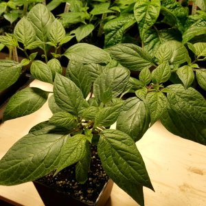 Rocoto Manzano Rojo Steckling
