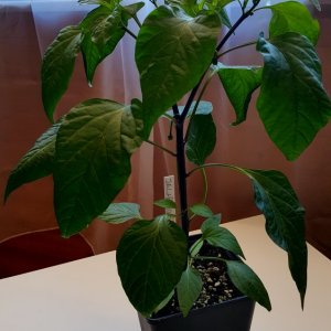 Jalapeno El Jeffe