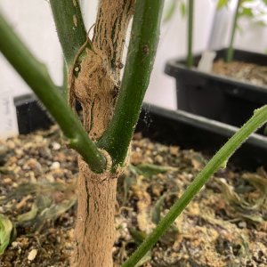 Verholzter Stamm einer Chilipflanze